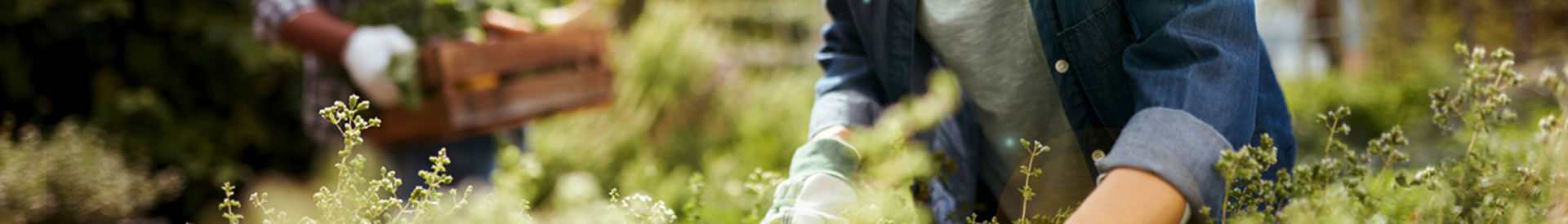 Mature woman gardening while mature man is carrying wooden bin of fresh vegetables